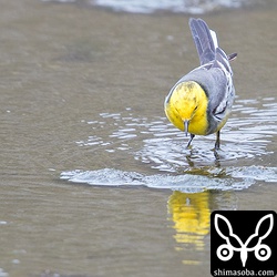 後頭部あたりに少し黒い羽毛が混じっています。若い個体?