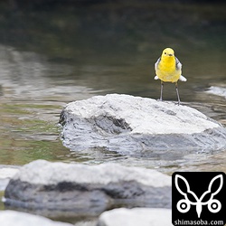 正面から見ると頭のてっぺんから腹まで黄色なキガシラセキレイ。