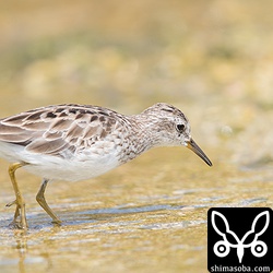 波打ち際に座っていると目の前までやってきたヒバリシギ。