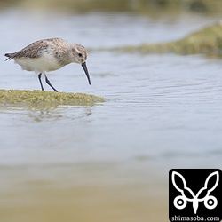 こちらはまだ冬羽。