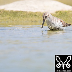 夏羽に変わりつつあるハマシギ。