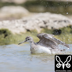 水浴びするキアシシギ。