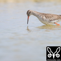 アカアシシギも夏羽に衣替えしつつあります。