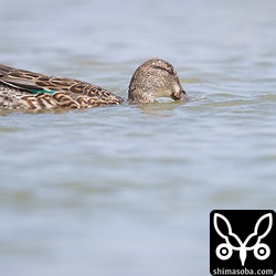 シマアジと一緒に行動していたコガモ。シマアジのメスではなかったです。