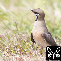 今季、初確認となったツバメチドリです。