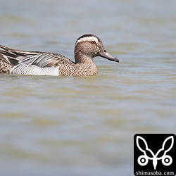 シマアジのオス。昨年は、同じころに三角池に1日だけ滞在していました。