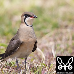 目の前に降り立ったツバメチドリ。美しい夏羽ですね。