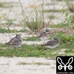 メダイチドリの羽衣は様々で、ほぼ夏羽の個体からまだ冬羽のままの個体までいろいろ。