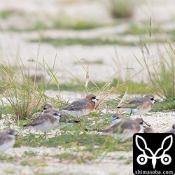 メダイチドリは、造成地で約50羽の群れで休んでいた。その中に、フラッグ付きの個体もいたが、現場では気付かず、写真を整理していて気づいた。中国江蘇省で装着されたフラッグです。