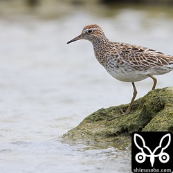 美しい夏羽に変わりつつあるウズラシギ。
