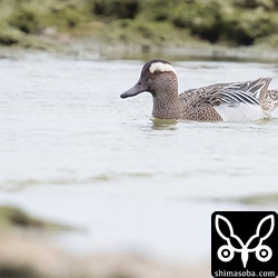 沖縄でシマアジは、春と秋の渡りの時期に1〜2羽観察できます。