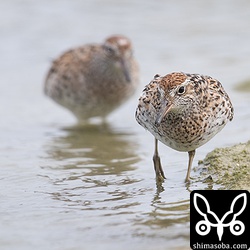 単独のことが多いウズラシギが珍しく6羽でいた。