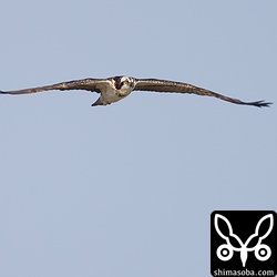 ミサゴもまだ滞在しているのが数羽獲物を探しに海岸へ現れます。