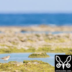 ダイゼンも数羽いた。