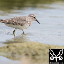 オジロトウネン。飛ぶと白い尾羽の両サイドが目立ちます。