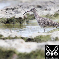 チュウシャクシギは越冬している個体もいるようです。