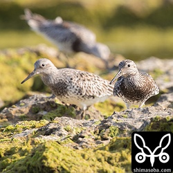 6羽の群れは、離れないようにお互いの後をついて海岸を歩き回っていた。写真には、3羽のオバシギが写っています。