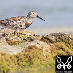 オバシギは本当に美しいシギですね。