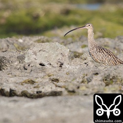 帰り際に鳴き声で見つけることができたホウロクシギ。大きなシギだけど周りの景色に溶け込んで肉眼では見つけられなかった。