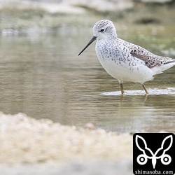 夏羽になりつつあるコアオアシシギ。美しい模様です。