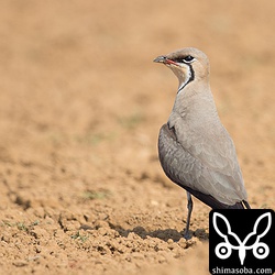 見事な夏羽に変わった6羽の小さな群れでした。