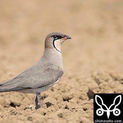 ツバメチドリは、人参畑で一休み。