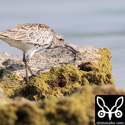 オバシギは、嘴を岩の穴に差し込んで餌を探していた。小さな貝を捕まえているようでした。