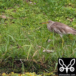芝の上では、バッタか何かを捕まえていた。