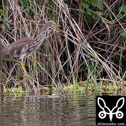 葦につかまり、水面近くに現れた小さな魚を捕まえていた。
