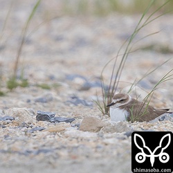 草の根元で抱卵するシロチドリ。