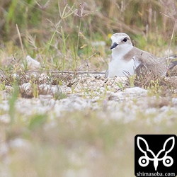 草むらと砂利の縁で営巣するシロチドリ。散歩の人が近くを通ると体を低くして警戒していた。