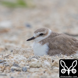 砂の上で抱卵するシロチドリのメス。