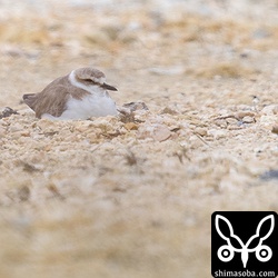 こちらも砂の上で営巣するシロチドリ。この辺りは、野良猫を見ることがあるが無事に育つことを祈る。