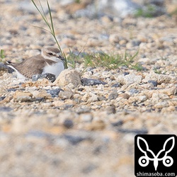 ここは少し距離がある。猫も通らないので影響はなさそう。