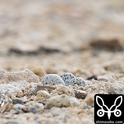 猫が来て親鳥が巣から飛び立った後、卵が三つ残されていた。