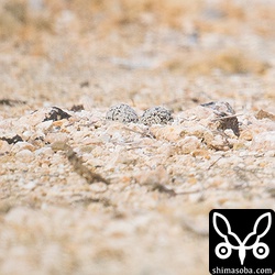 ここも猫が通ったら親鳥は逃げた。卵は二つのようだ。三つに増えるようならヒナが孵る日を読めるので、継続観察。