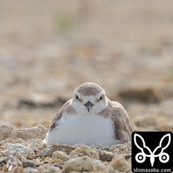 ここのシロチドリの近くが一番の猫の通り道のようでした。