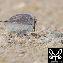 上のシロチドリが立ち上がった。卵は三つ確認できた。