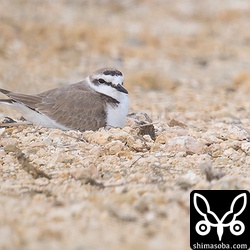 ここの巣は、オスのシロチドリが抱卵していた。図鑑によるとオスの抱卵は夜だということなのですが…。