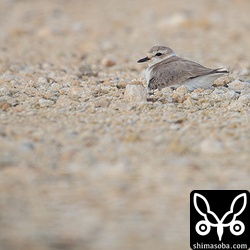 ここのシロチドリは、猫や人が近くを通っても逃げない個体だった。