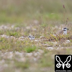 真ん中にヒナ、右のほうに親鳥。
