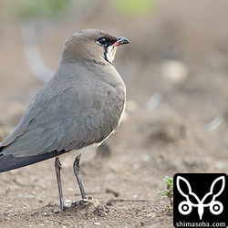 基本的にツバメチドリは人間を恐れません。