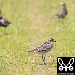 畦には、ムナグロの群れ。