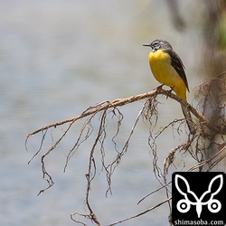 セキレイの仲間もほとんど見られなくなり、この日は、キセキレイを1羽確認したのみ。