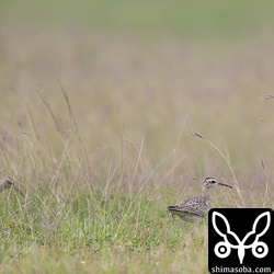 4羽の群れでしたが、同じファインダーに収められたのは2羽だけ。