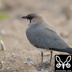 渡り途中のツバメチドリもたくさんいた。