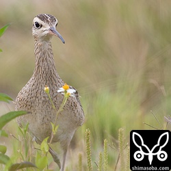 あまり警戒心がないようで静かにしているとどんどんこちらに近づいて来た。