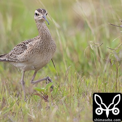 コシャクシギの降り立った場所は、草の丈が高く、なかなか全身を見ることはできなかった。