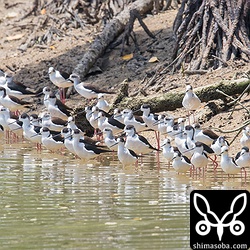 億首川には、たくさんのセイタカシギが休んでいた。北上組だと思われる。