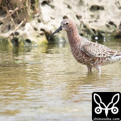 美しい夏羽です。早期夏羽にある羽縁の白い部分が擦れてくると、より一層鮮やかな赤色が強まります。